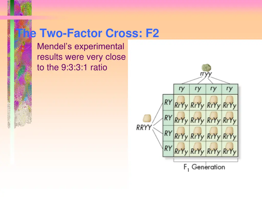 the two factor cross f2 mendel s experimental