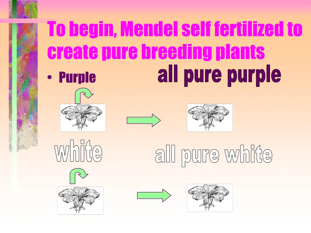 to begin mendel self fertilized to create pure