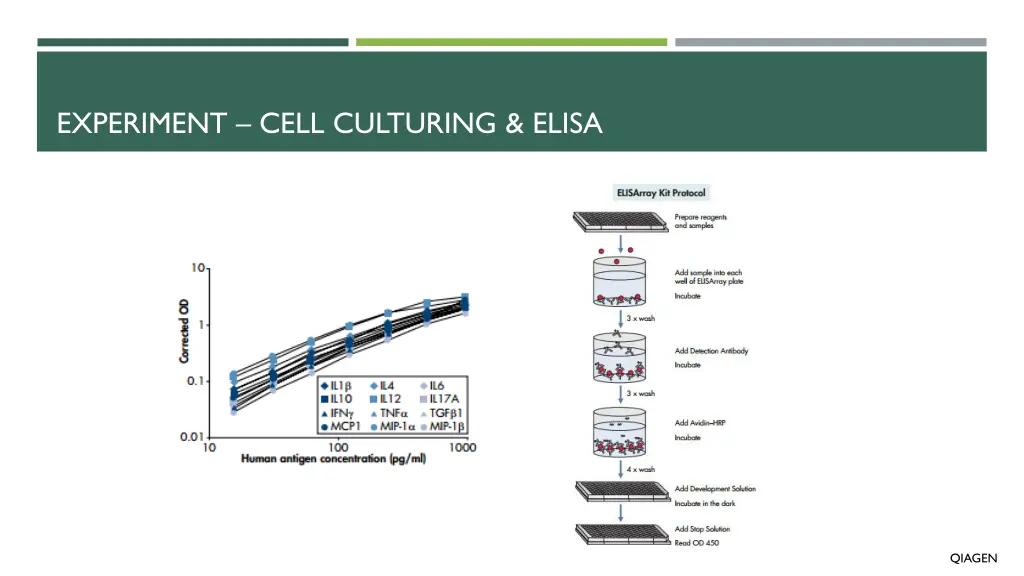 experiment cell culturing elisa