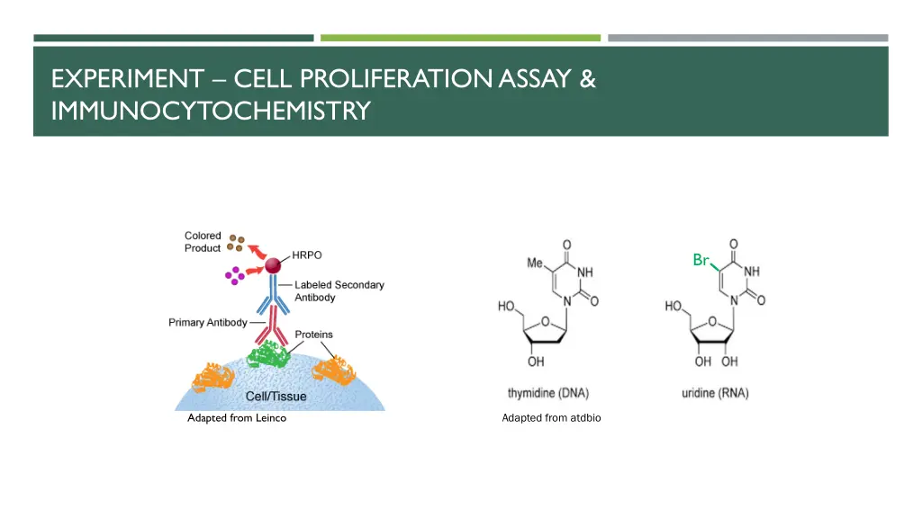 experiment cell proliferation assay