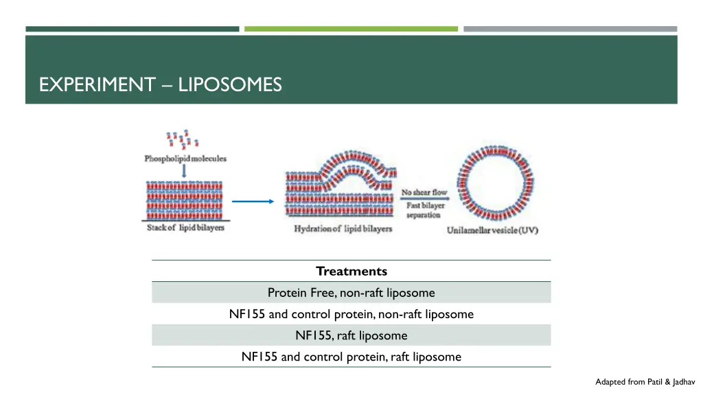 experiment liposomes