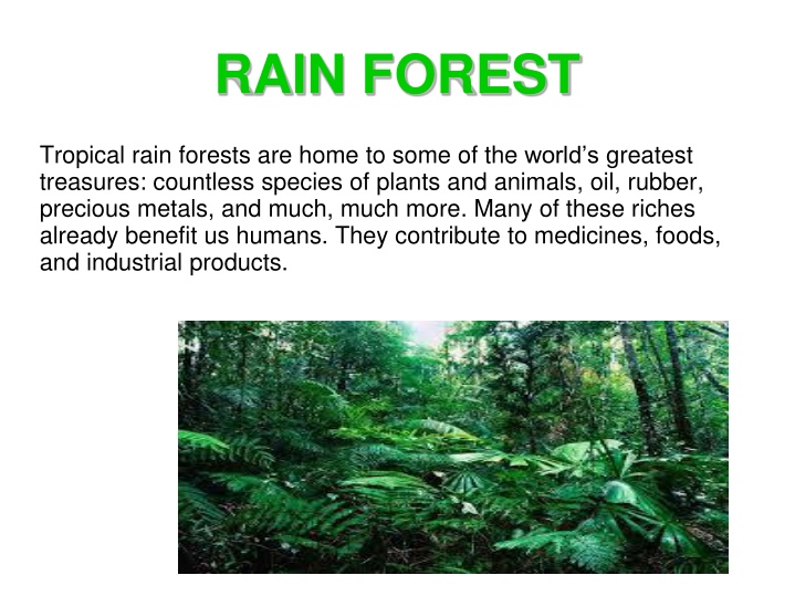 rain forest