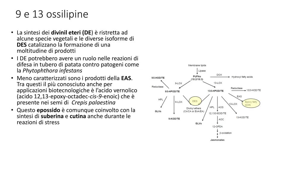 9 e 13 ossilipine 1