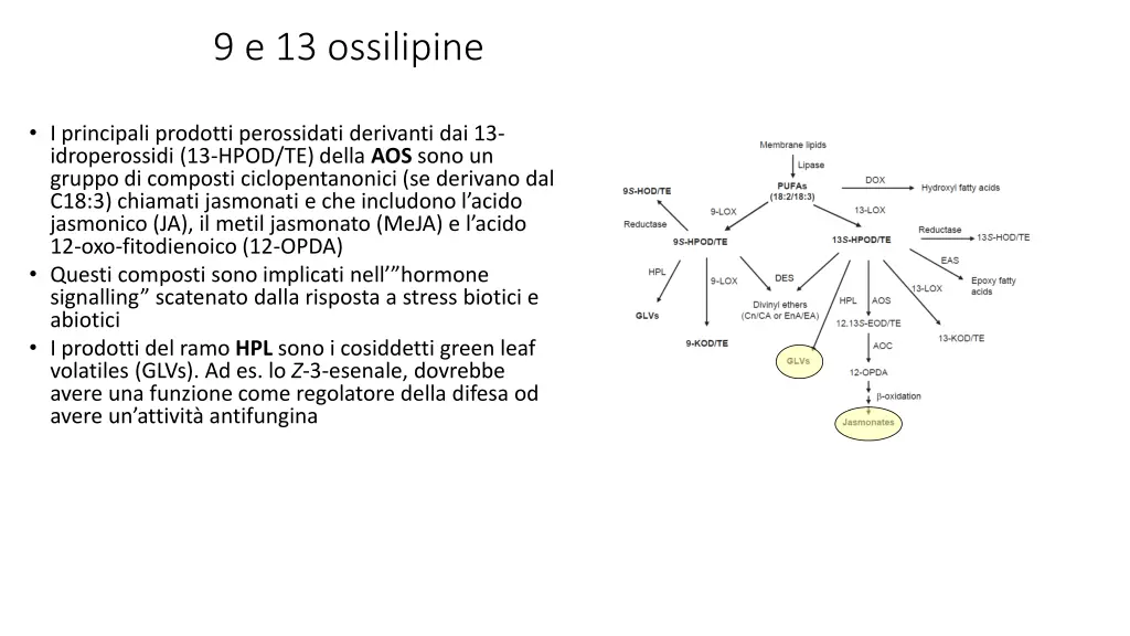 9 e 13 ossilipine