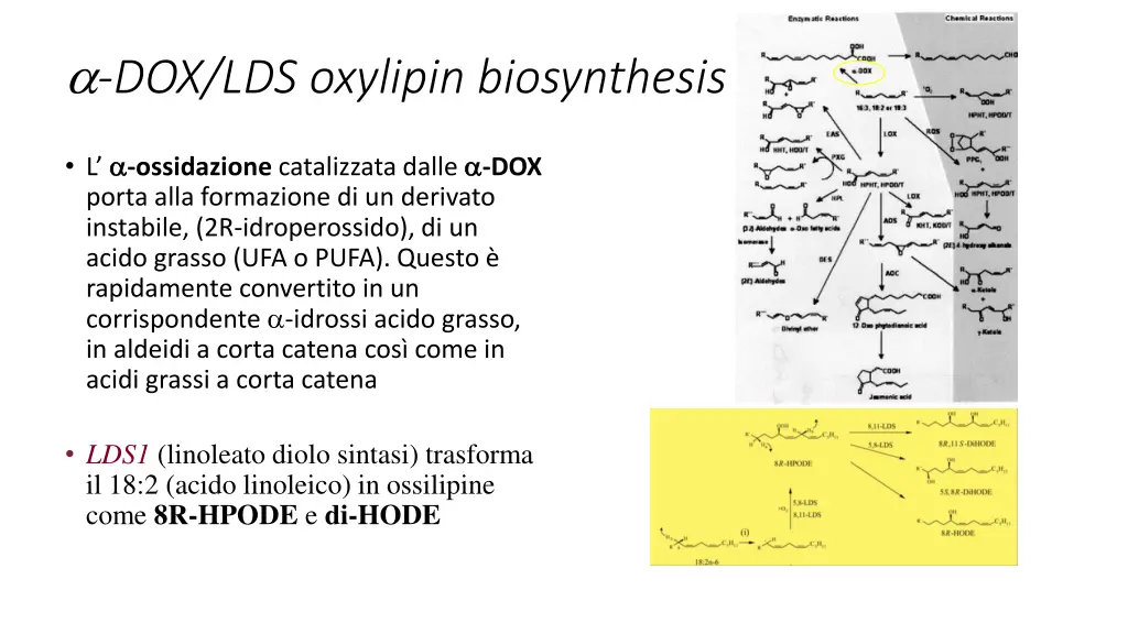 dox lds oxylipin biosynthesis