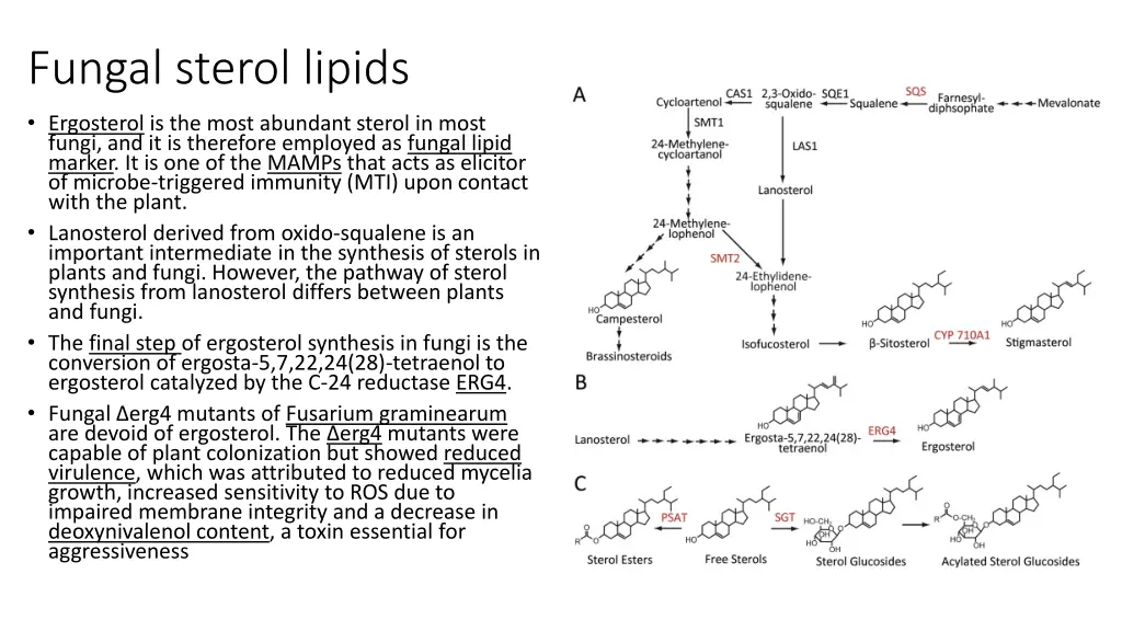 fungal sterol lipids