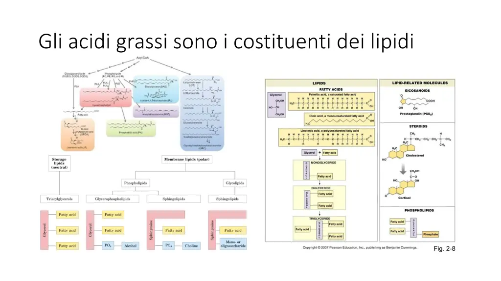 gli acidi grassi sono i costituenti dei lipidi