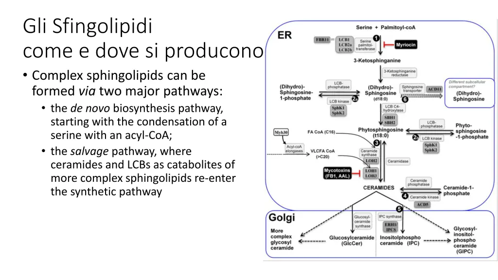 gli sfingolipidi come e dove si producono complex