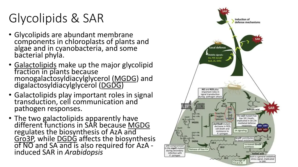 glycolipids sar