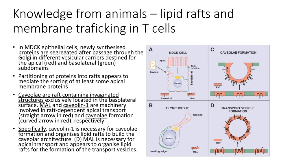 knowledge from animals lipid rafts and membrane