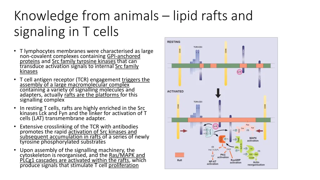 knowledge from animals lipid rafts and signaling