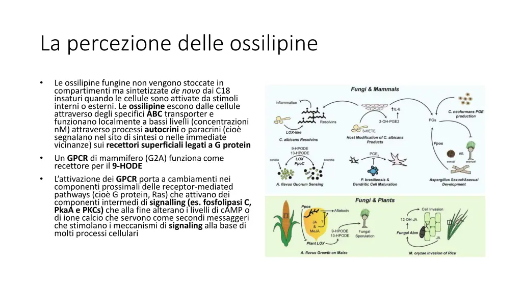 la percezione delle ossilipine