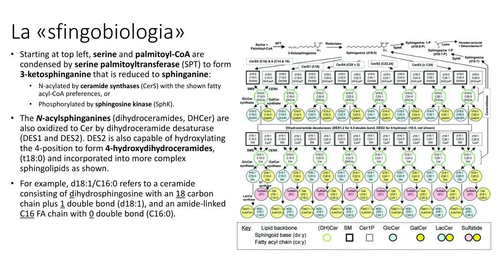 la sfingobiologia starting at top left serine