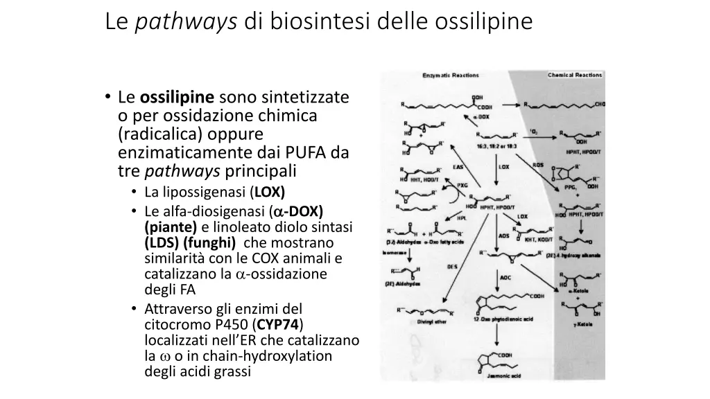 le pathways di biosintesi delle ossilipine