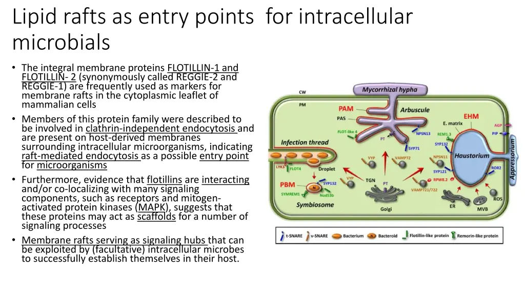 lipid rafts as entry points for intracellular