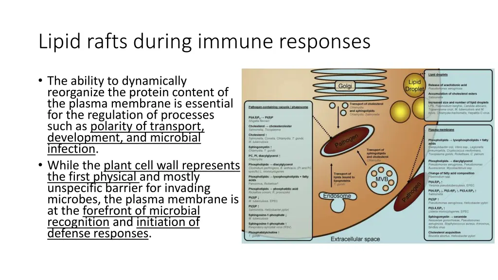 lipid rafts during immune responses