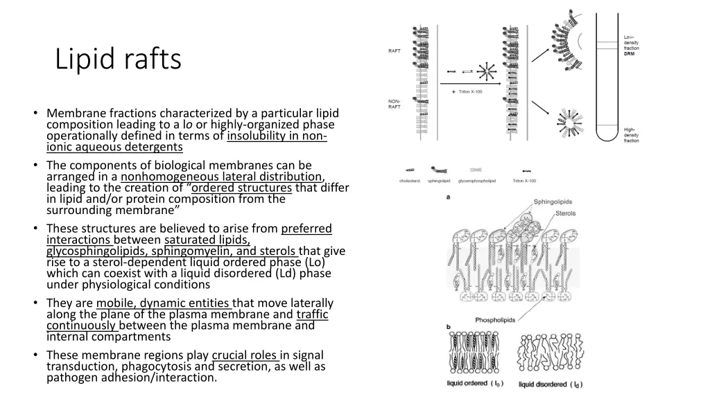 lipid rafts