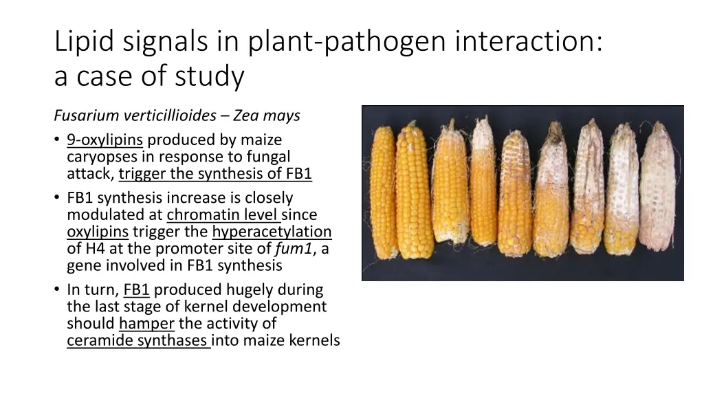 lipid signals in plant pathogen interaction