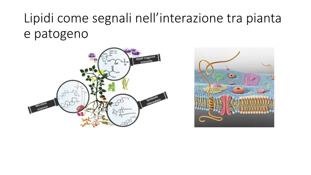 lipidi come segnali nell interazione tra pianta