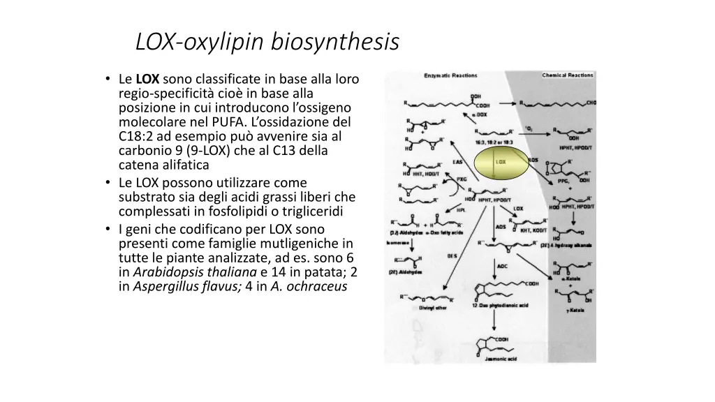 lox oxylipin biosynthesis