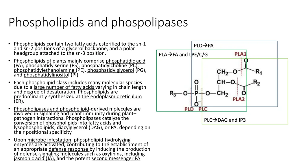 phospholipids and phospolipases