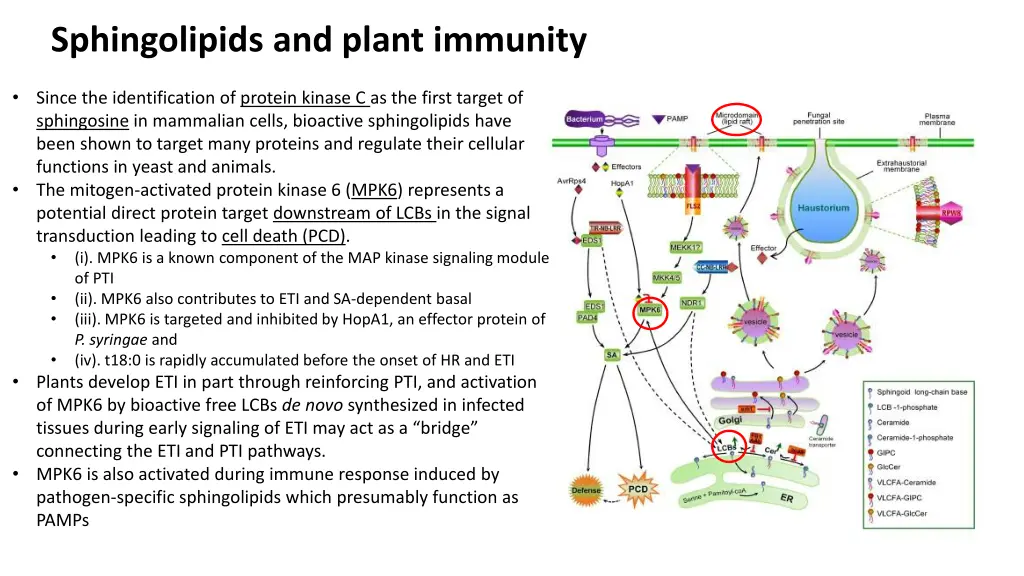 sphingolipids and plant immunity