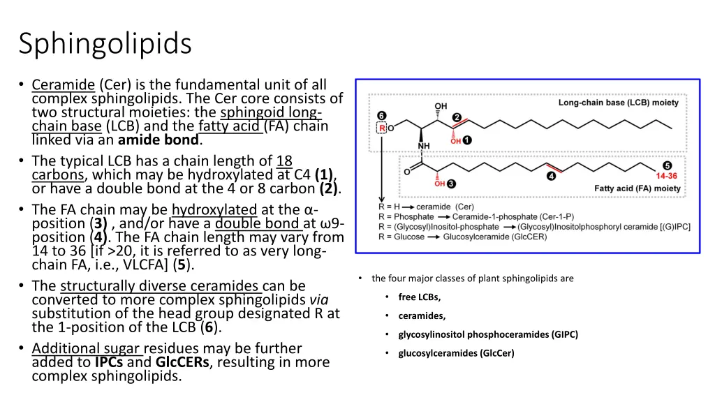 sphingolipids