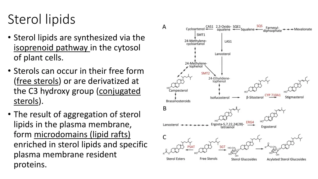 sterol lipids sterol lipids are synthesized