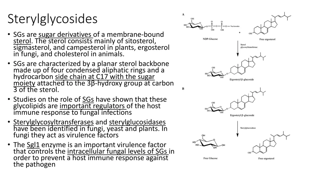 sterylglycosides sgs are sugar derivatives