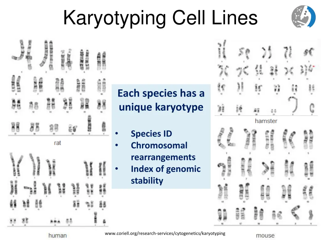 karyotyping cell lines