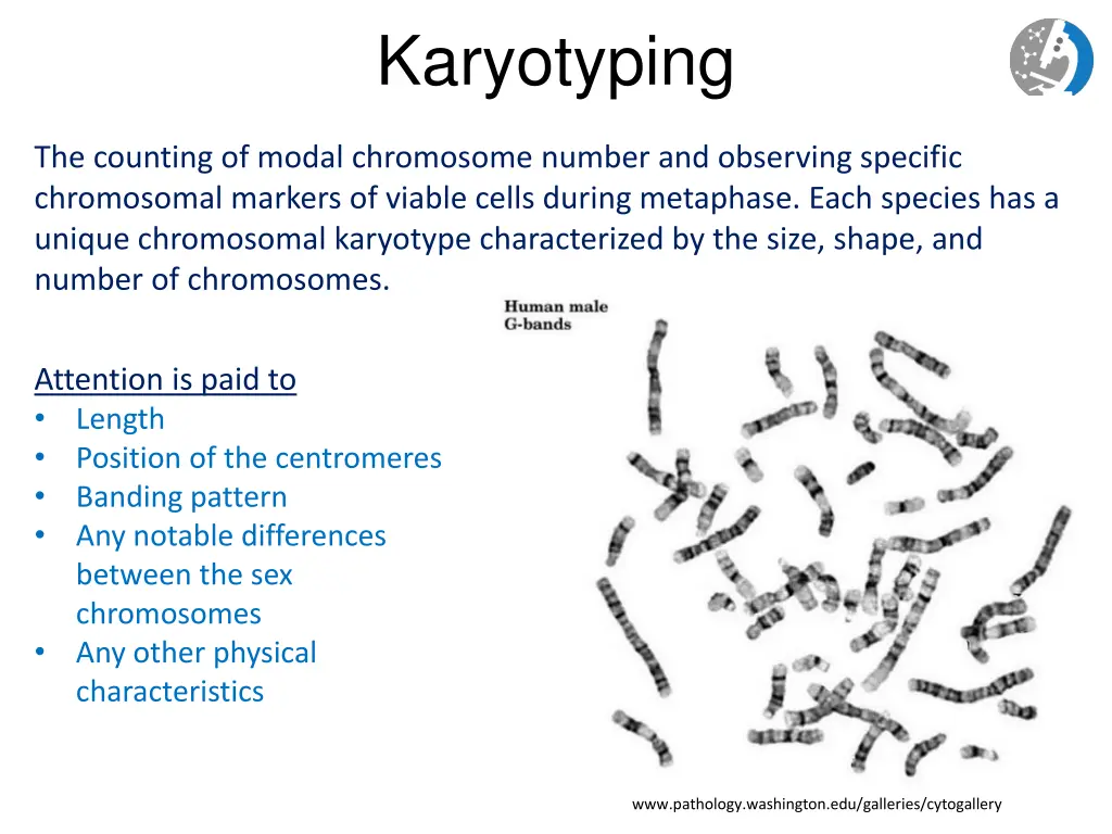 karyotyping