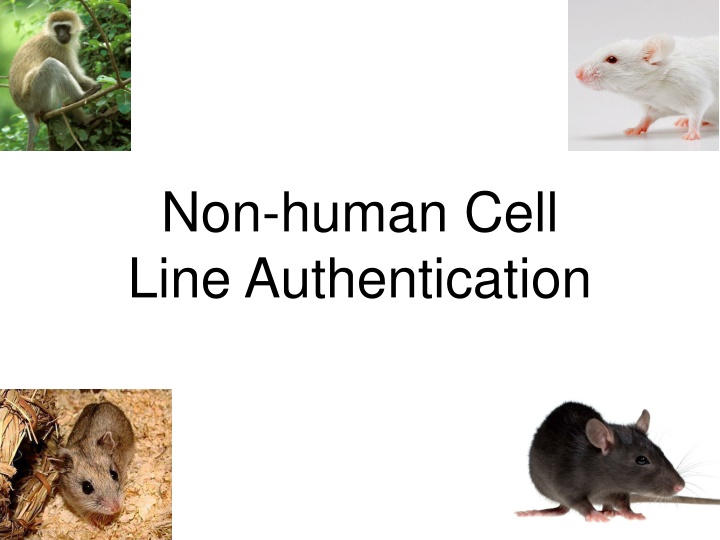 non human cell line authentication