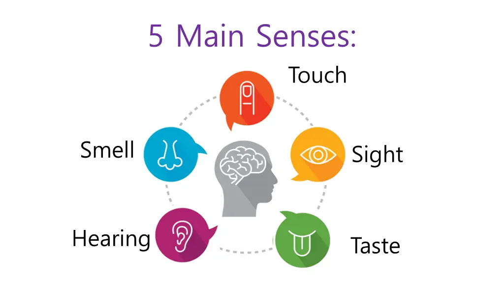 5 main senses