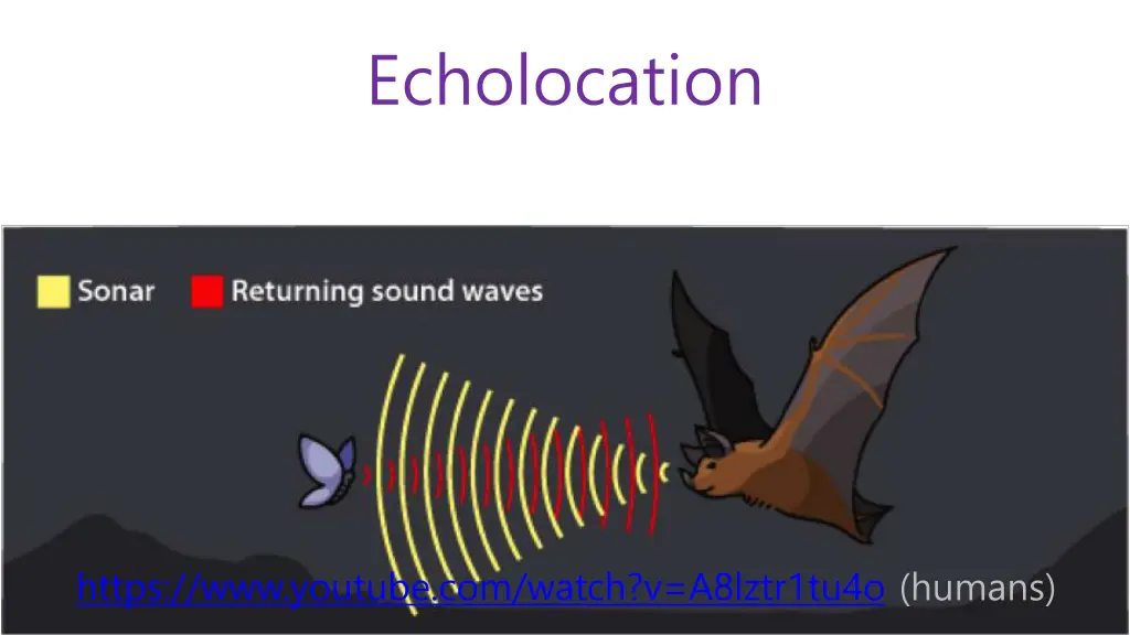 echolocation