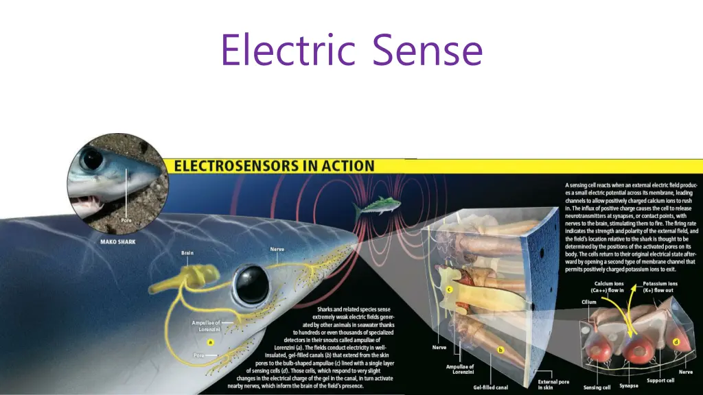 electric sense