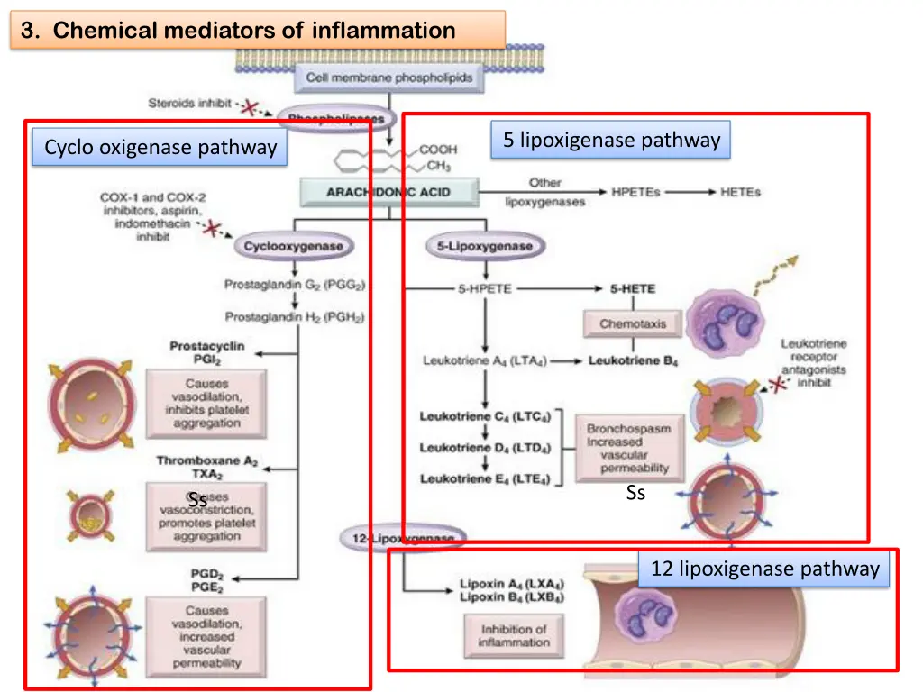 3 chemical mediators of inflammation 10