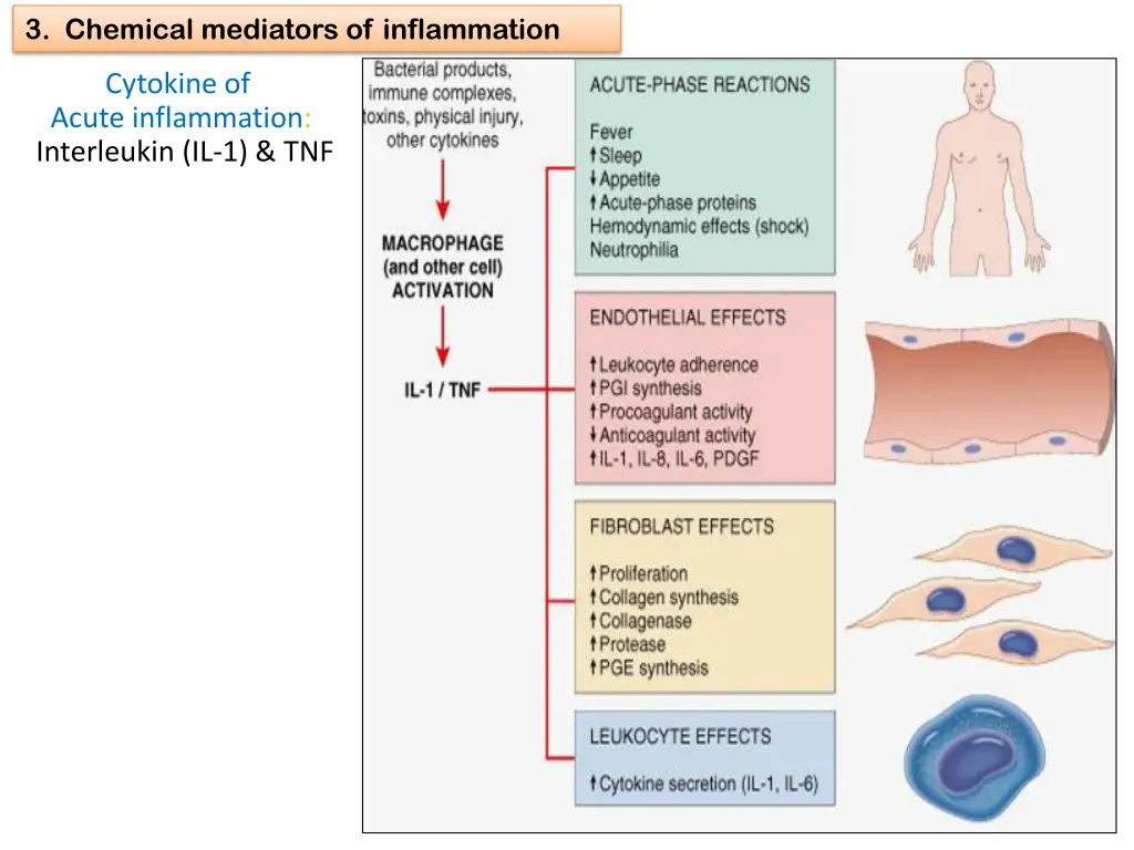 3 chemical mediators of inflammation 13