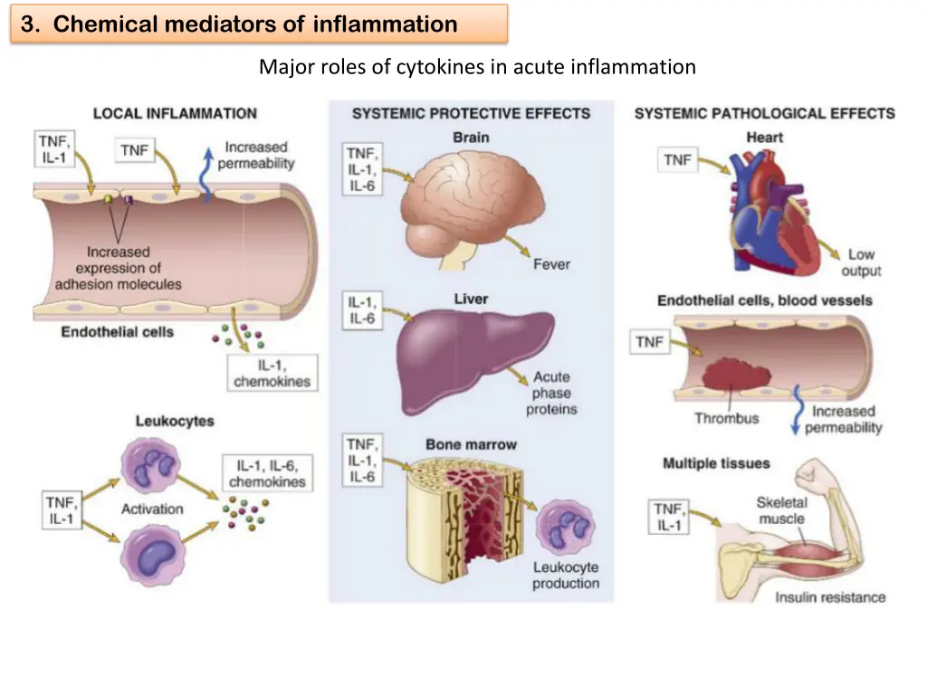 3 chemical mediators of inflammation 14