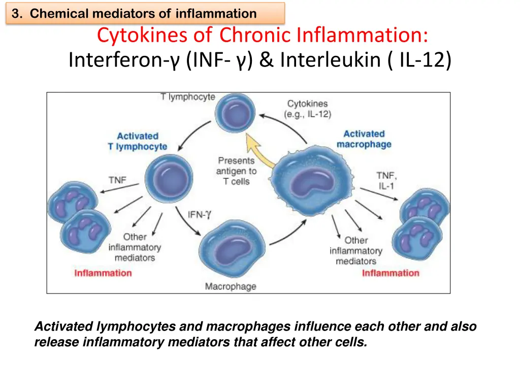 3 chemical mediators of inflammation 15