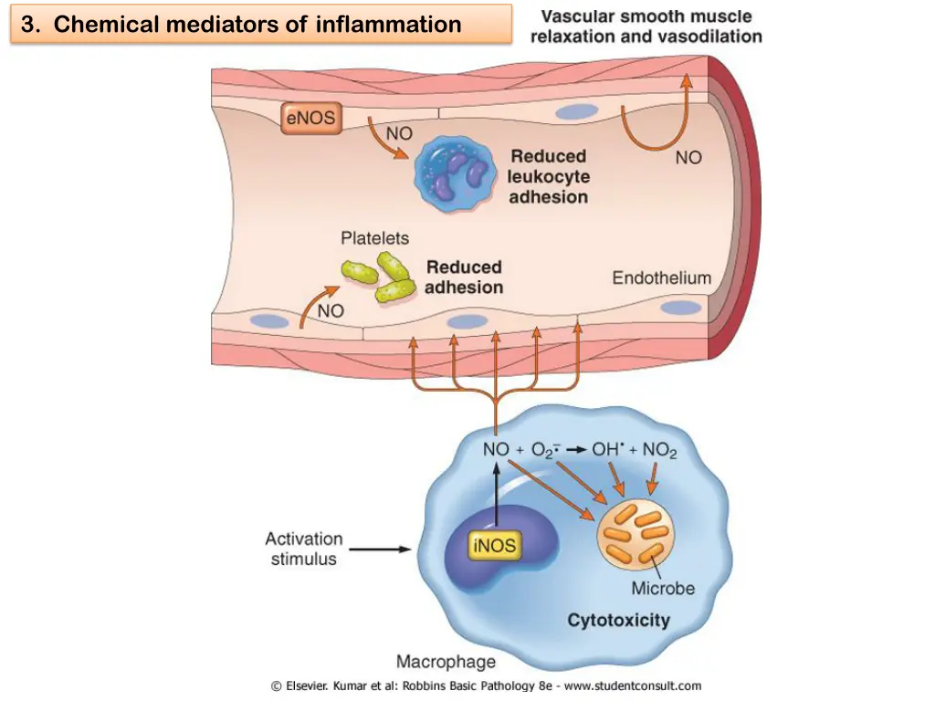 3 chemical mediators of inflammation 19