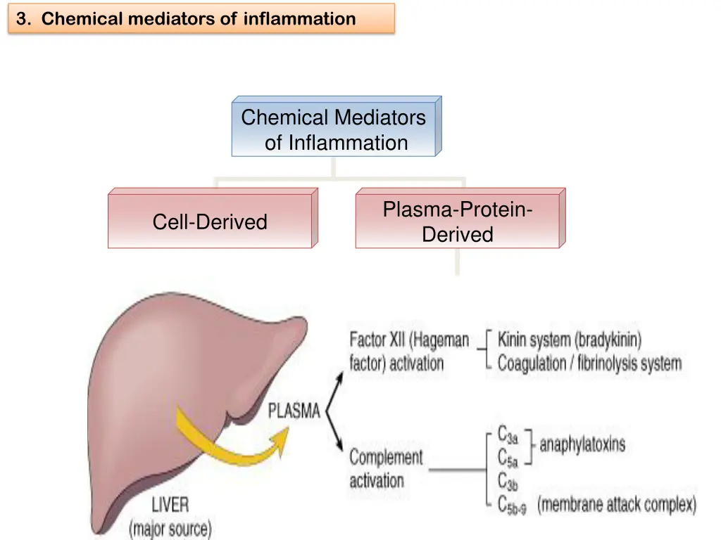 3 chemical mediators of inflammation 22