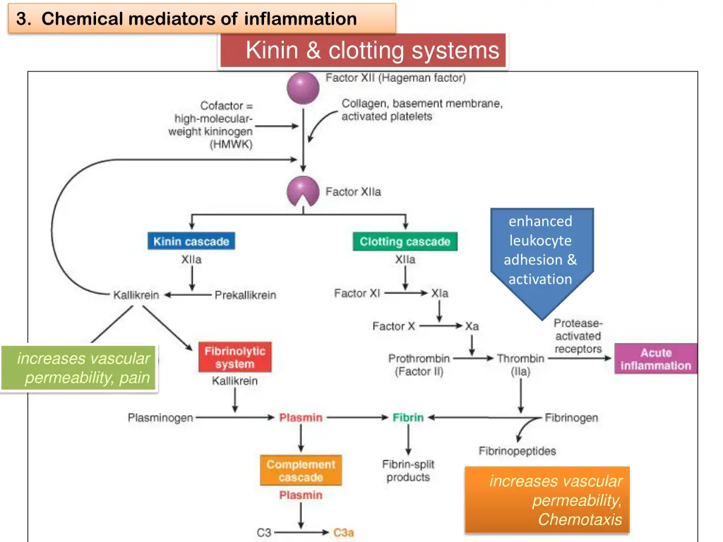 3 chemical mediators of inflammation 24