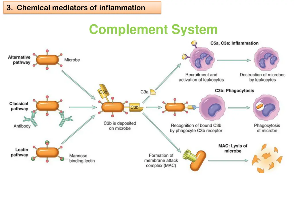 3 chemical mediators of inflammation 25