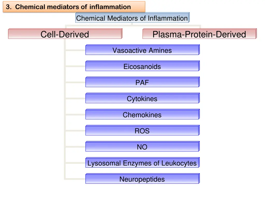 3 chemical mediators of inflammation 3