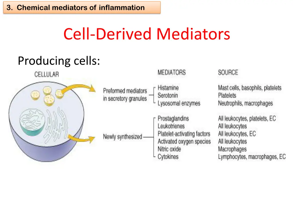 3 chemical mediators of inflammation 5