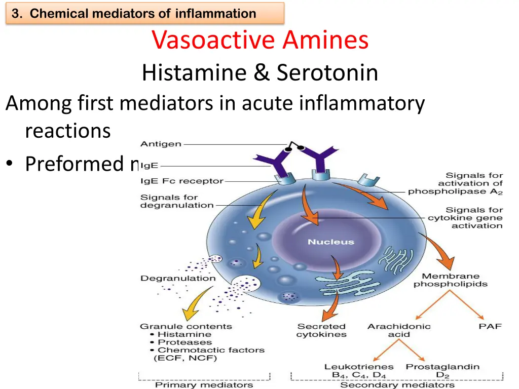 3 chemical mediators of inflammation 6