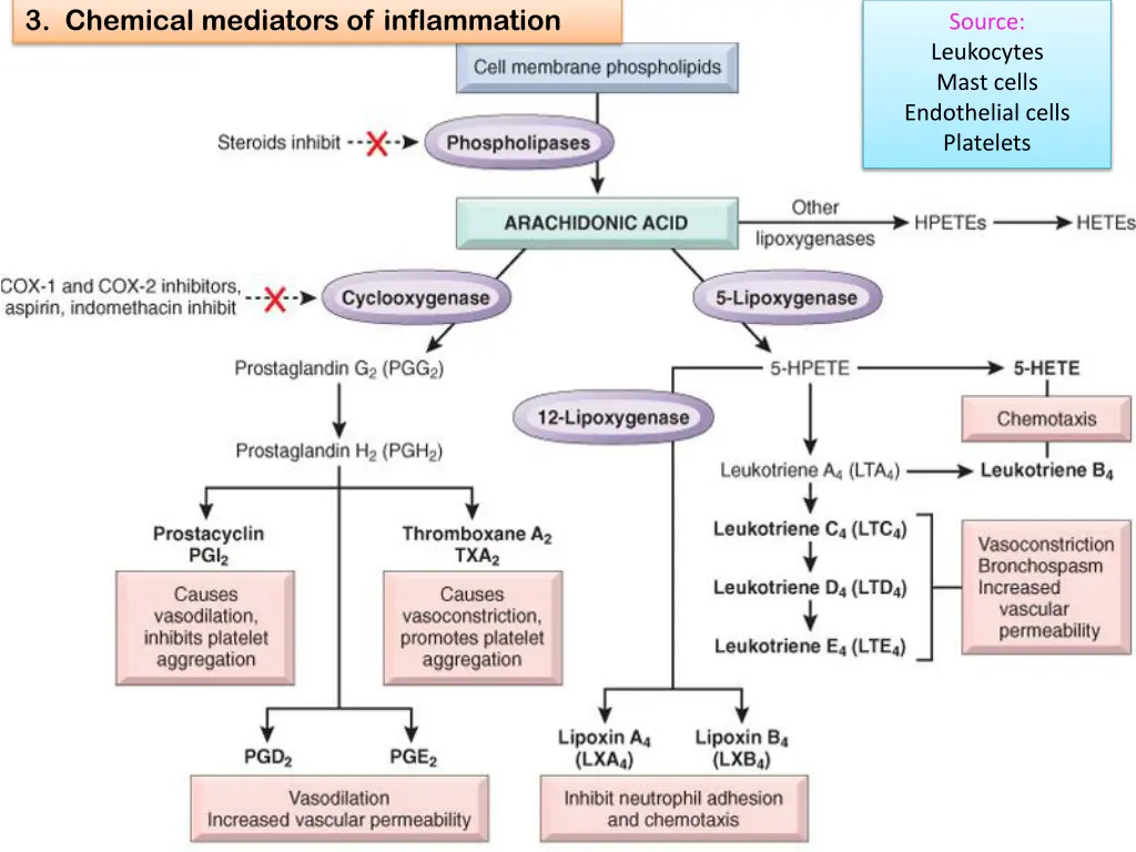 3 chemical mediators of inflammation 9