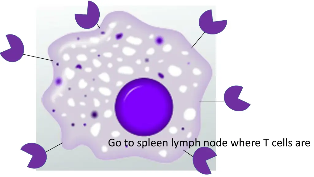 go to spleen lymph node where t cells are