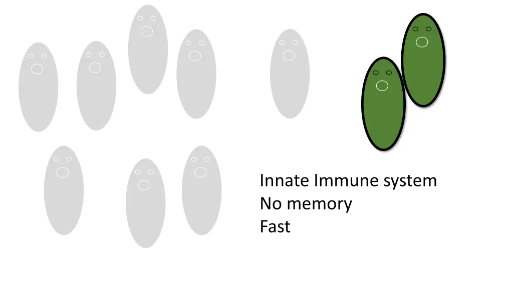 innate immune system no memory fast