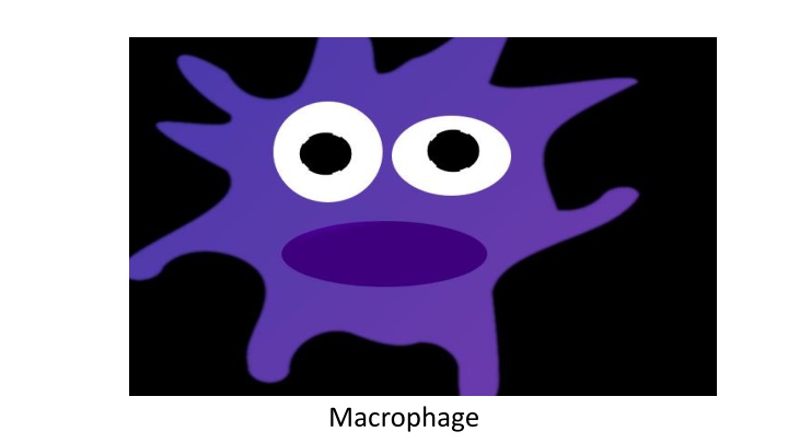 macrophage